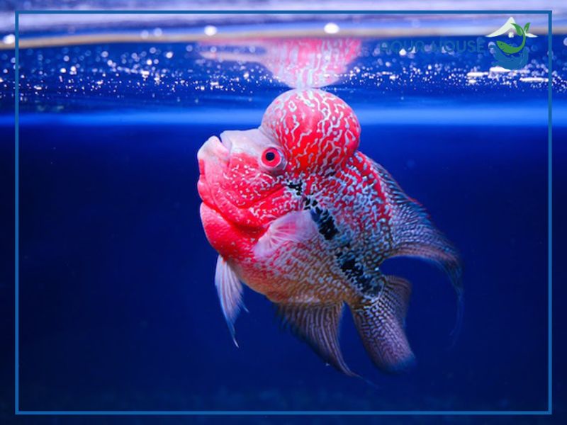 Nguồn gốc của loài cá la hán