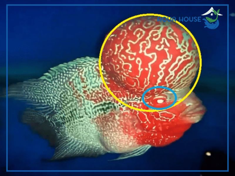 Nguyên nhân khiến cá La Hán bị nấm trắng