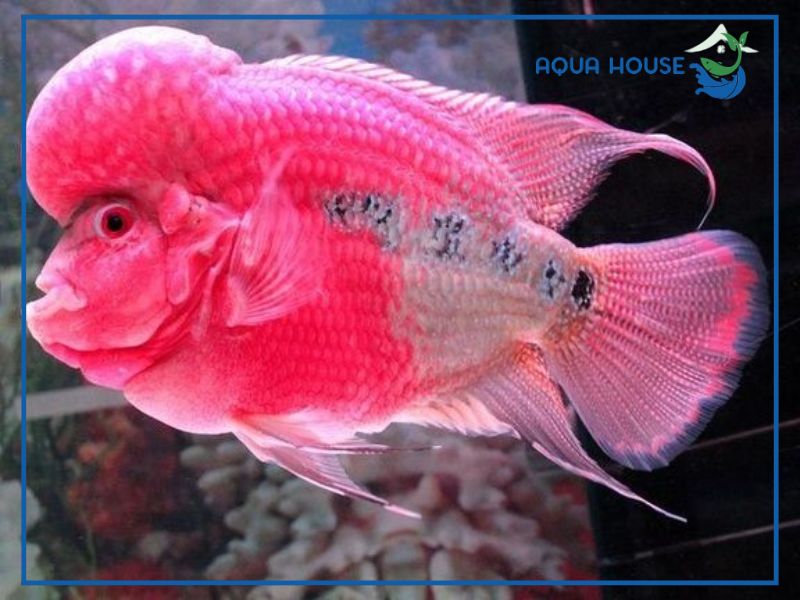 Dấu hiệu nhận biết cá La Hán đang thiếu oxy