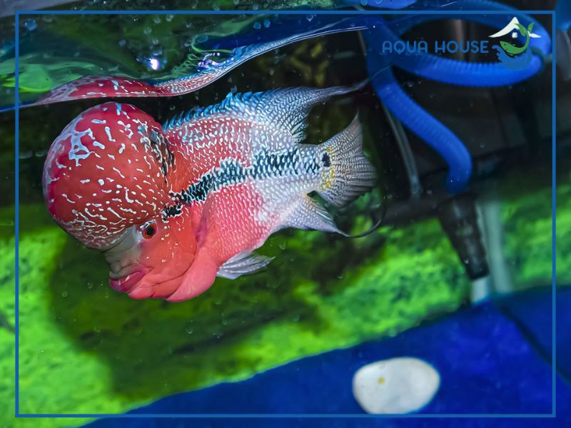 Những dấu hiệu cảnh báo trước khi cá chết