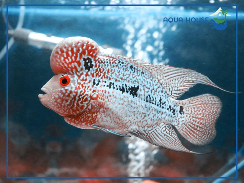 Những điều người chơi cần biết khi chọn mua cá La Hán có chữ