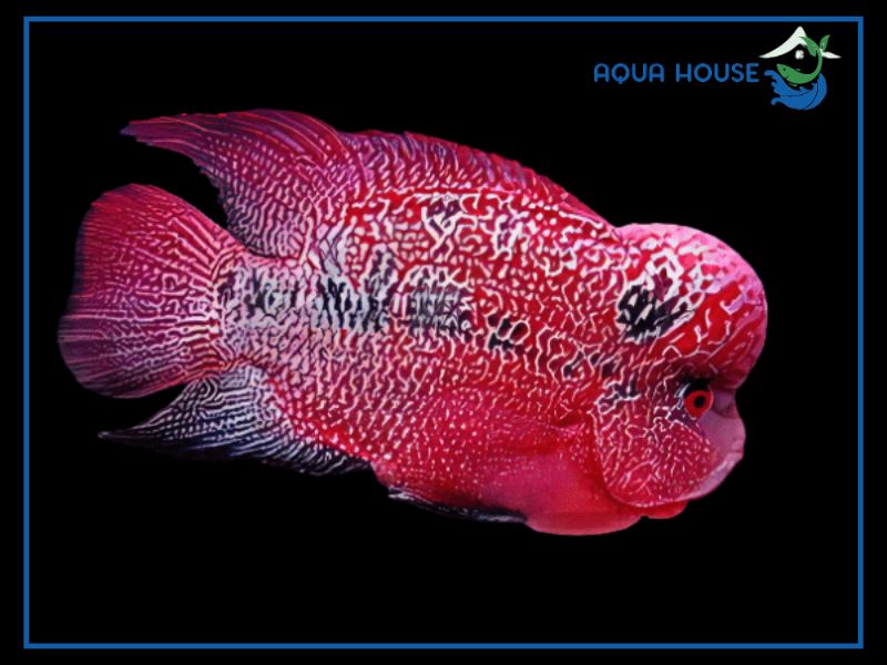 Hướng dẫn chọn Cá La Hán Kamfa F1 "Chất" nhất