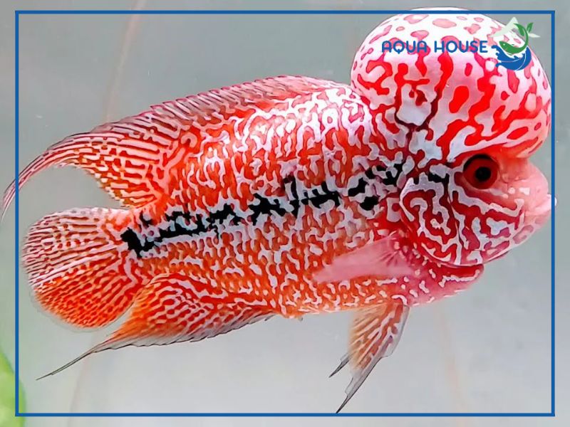 Cách chọn Cá La Hán Kamfa F2 đẹp và khỏe mạnh