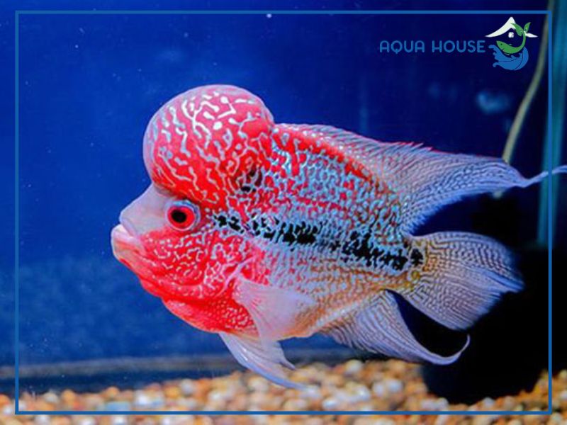 Đặc điểm của cá La Hán King Kamfa