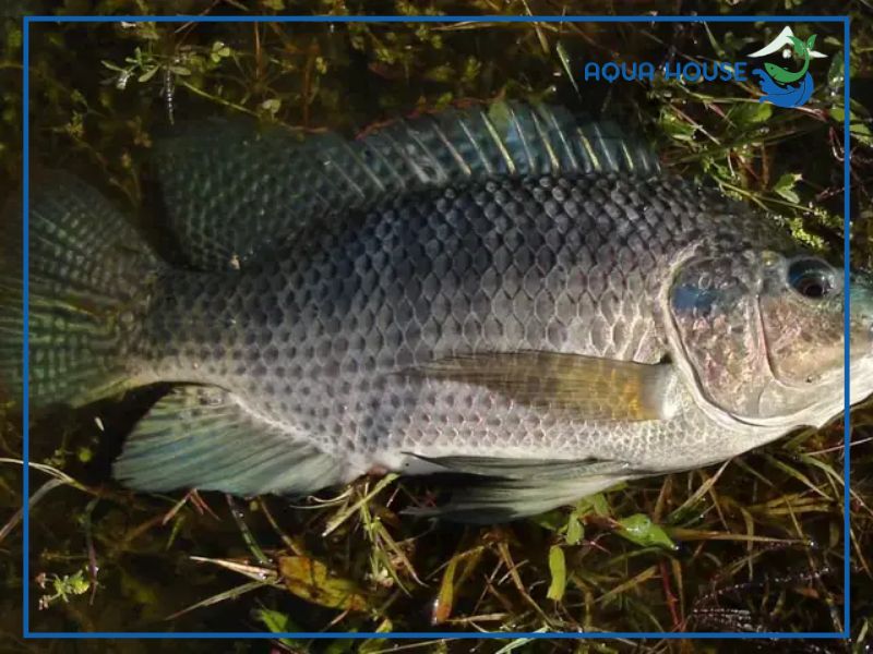 Có nên nuôi cá La Hán lai rô phi (cá lỗi) không?