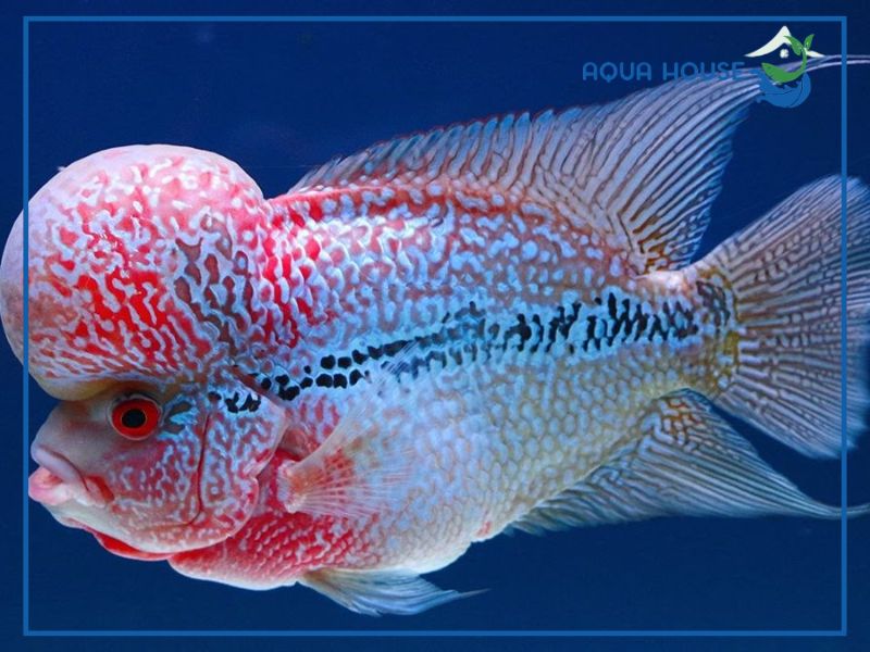 Công suất và kích thước đèn phù hợp cho hồ Cá La Hán