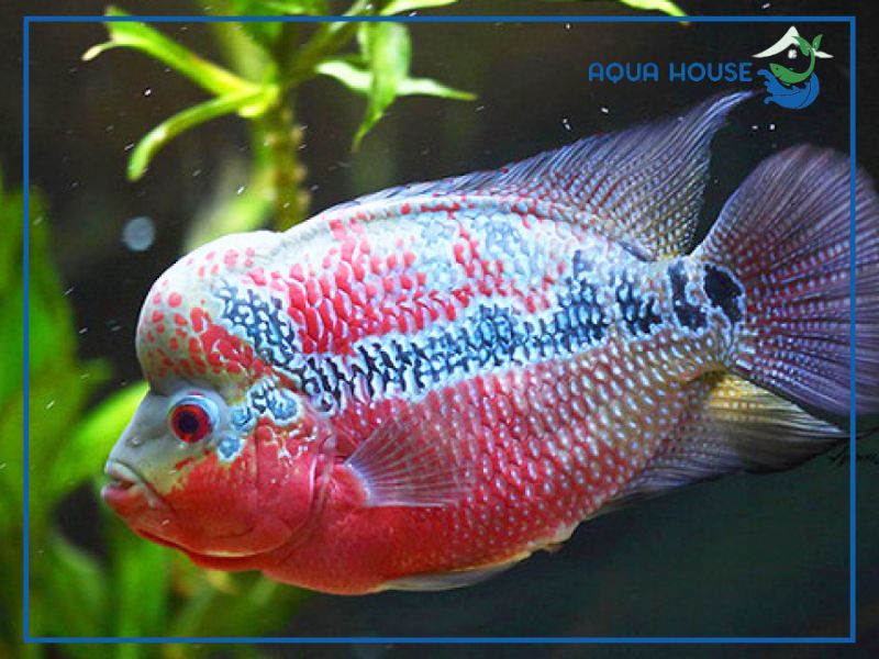 Cá la hán có nuôi chung với nhau được không?