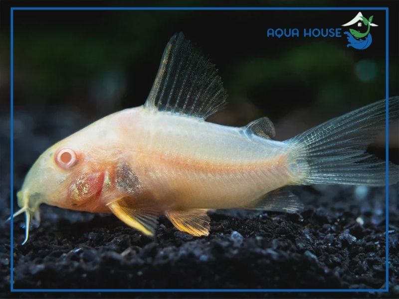 Tìm hiểu về nguồn gốc và đặc điểm của cá chuột Albino