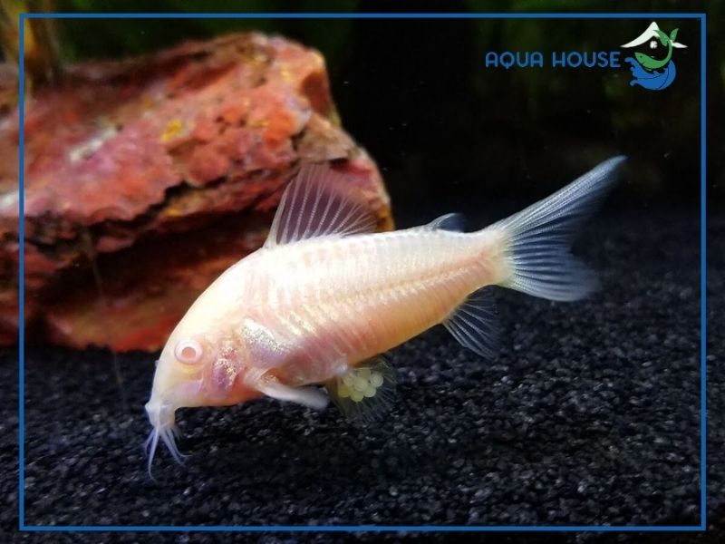 Cá chuột Albino ăn gì?