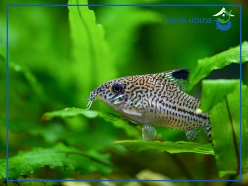 Quy trình cho cá chuột ăn đúng kỹ thuật