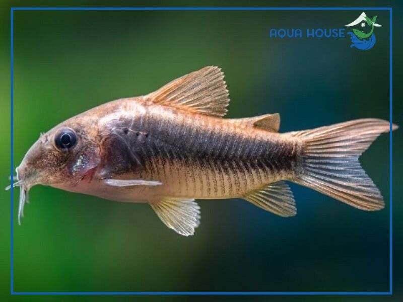 Cá chuột cà phê có dễ nuôi không?