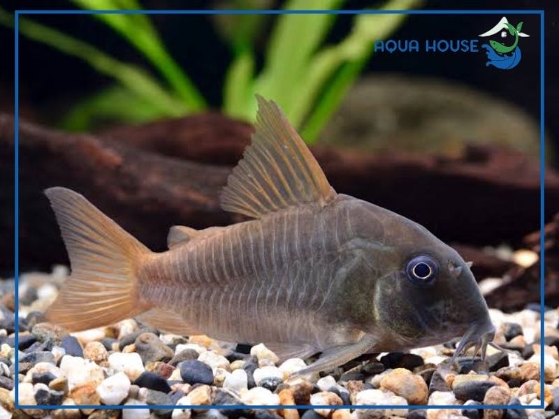 Khám phá vẻ đẹp độc đáo của Cá Chuột Concolor