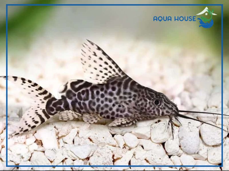 Những điều người mới cần biết để nuôi Cá Chuột Mã Thiên khỏe mạnh