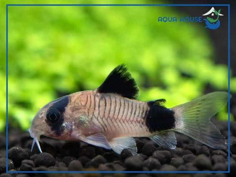 Chế độ dinh dưỡng giúp cá phát triển khỏe mạnh