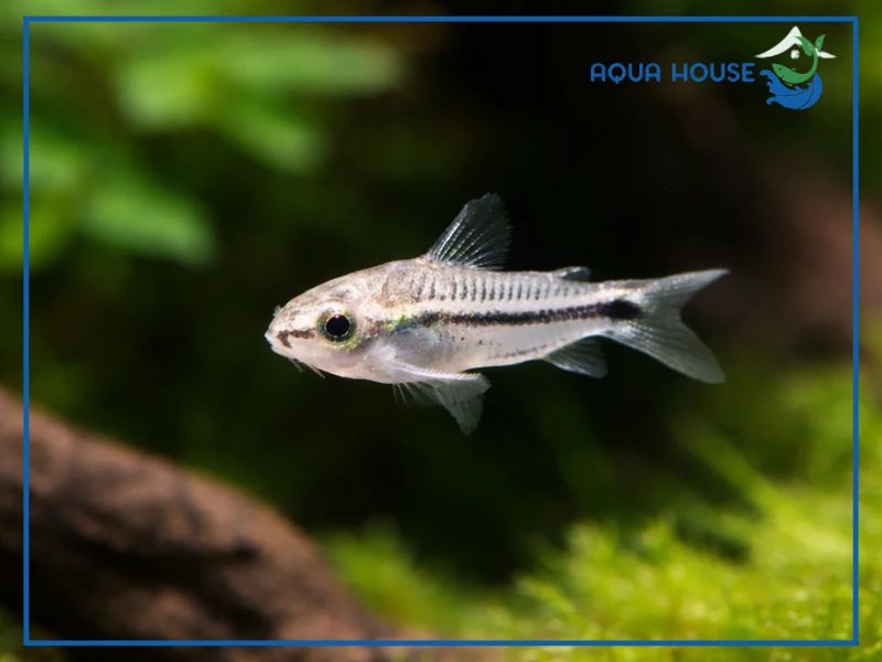 Cá chuột Pygmy: chú "Tetra dọn bể" mini