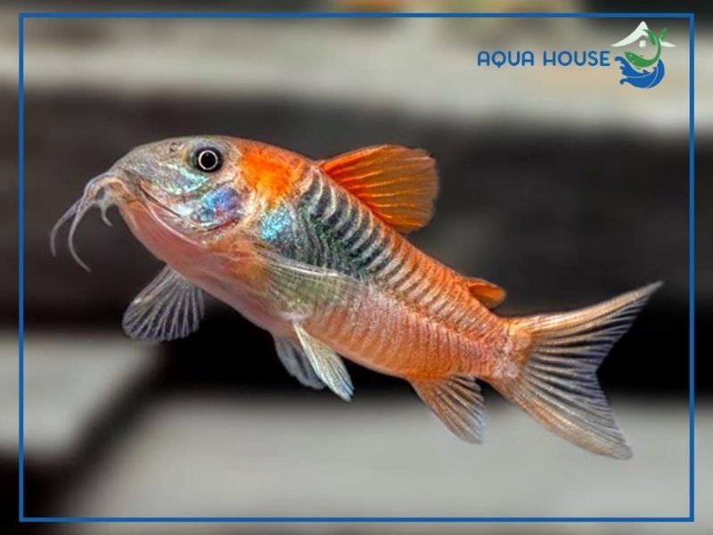 Bố trí cảnh quan, trang trí và ánh sáng