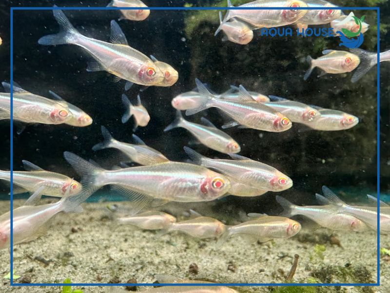 Cá neon Albino nuôi chung với cá nào? Gợi ý bạn cùng bể lý tưởng