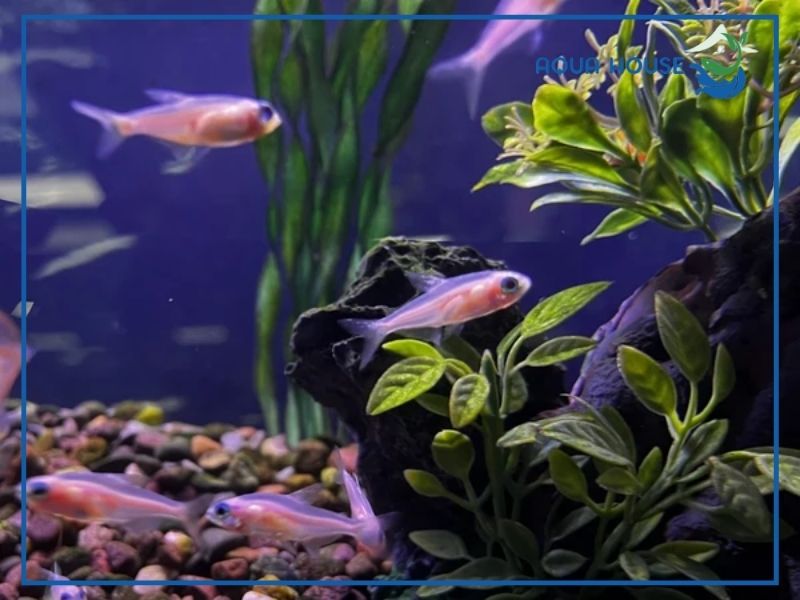 Chế độ dinh dưỡng giúp cá neon bạch kim khỏe mạnh và giữ vảy sáng