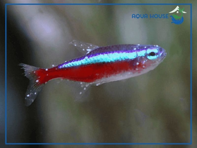 Nguyên nhân khiến cá neon bị đốm trắng