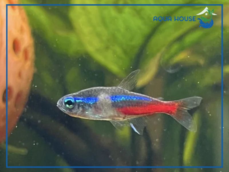 Cách điều trị triệt để bệnh đốm trắng trên cá neon