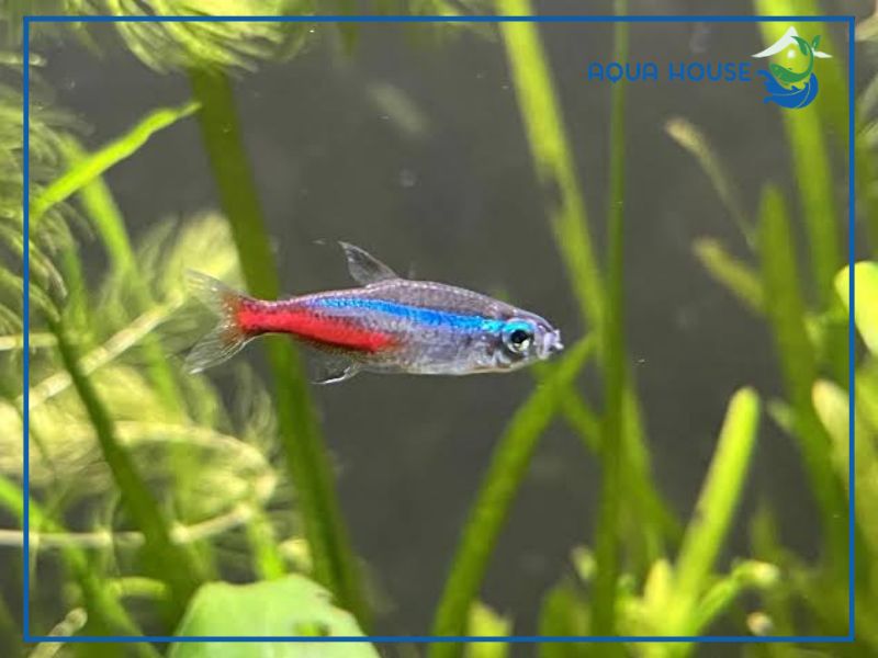 Phương pháp điều trị cá neon bị nấm trắng dứt điểm và an toàn
