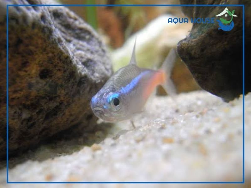 Dấu hiệu nhận biết cá neon bị nhạt màu