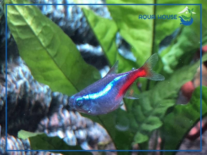 Cách điều trị hiệu quả bệnh sình bụng trên cá neon