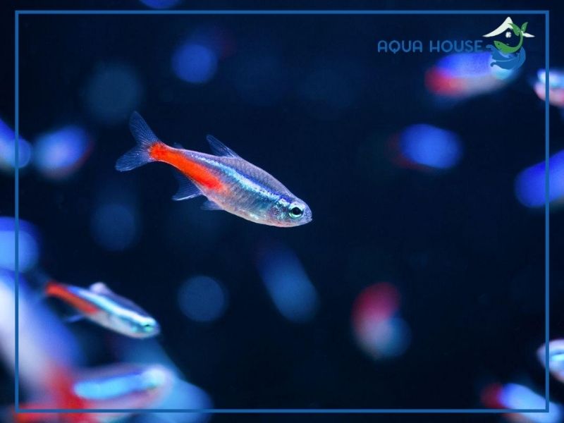 Nguyên nhân khiến cá neon bị xù vảy