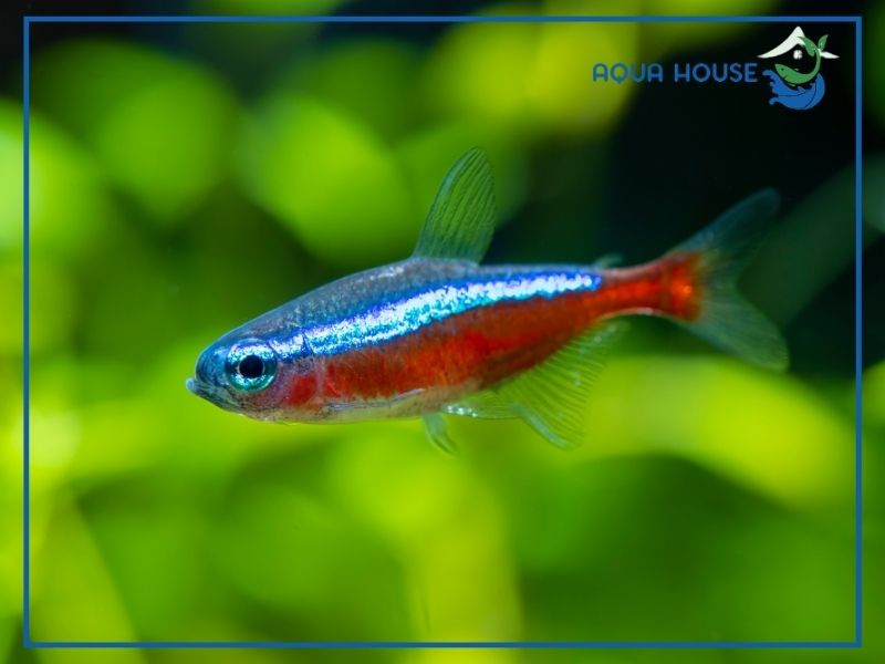 Cách điều trị hiệu quả tình trạng xù vảy trên cá neon