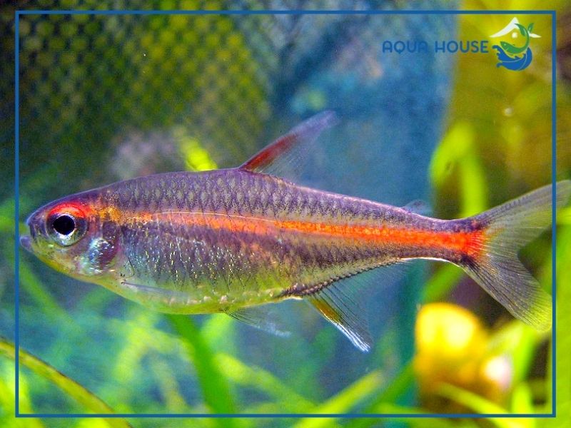 Giới thiệu về cá neon chỉ đỏ