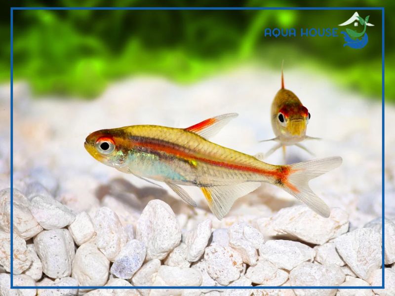 Kỹ thuật nuôi cá neon chỉ đỏ chuẩn nhất