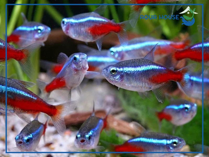 Hướng dẫn thiết lập hồ nuôi chuẩn cho cá neon không lo thiếu oxy