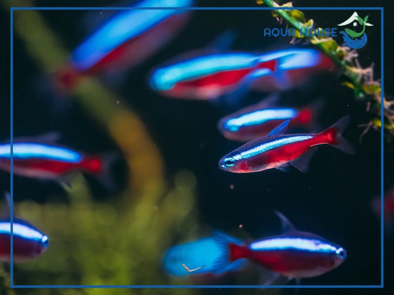 Quy trình thả cá neon mới mua về không bị sốc nước