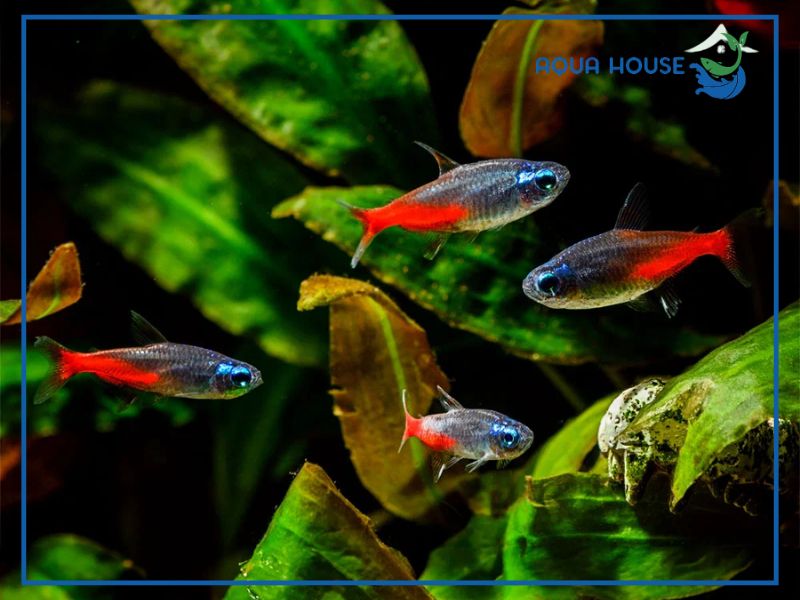 Tổng quan về cá neon kim cương (Diamond Head Neon Tetra)