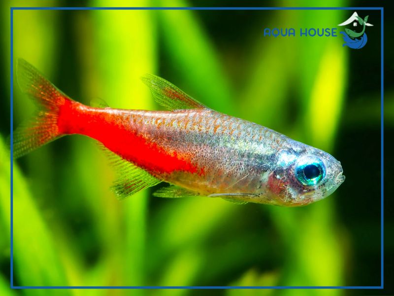 Kỹ thuật nuôi cá neon kim cương chuẩn đẹp, phát triển khỏe mạnh