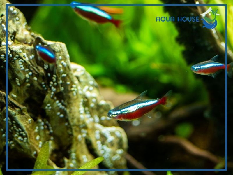 Những loài cá tuyệt đối không được nuôi chung với cá neon