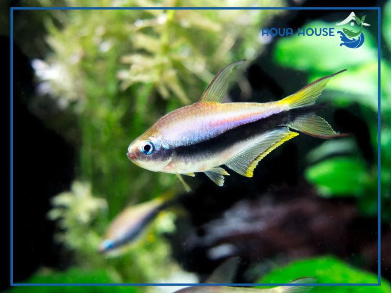 Chế độ dinh dưỡng của cá neon tím
