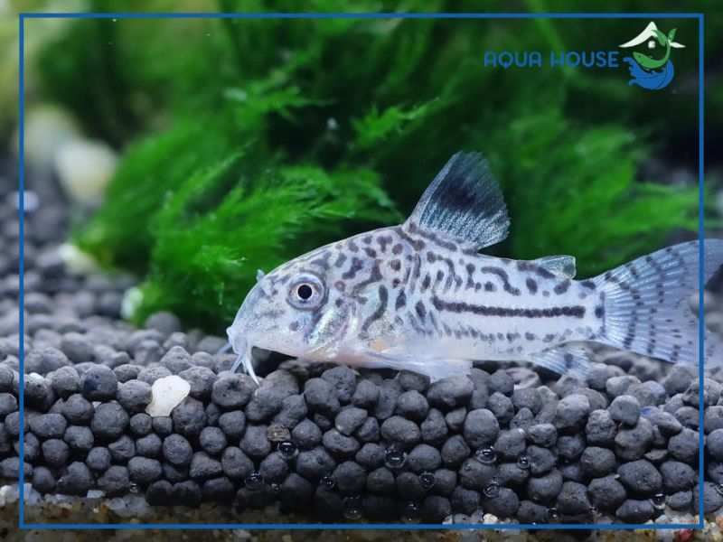 Hiện tượng cá chuột bơi loạn xạ là dấu hiệu gì