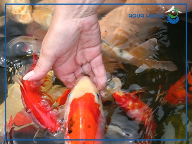 Hướng dẫn cách cho cá Koi ăn đúng cách theo thời gian và nhiệt độ