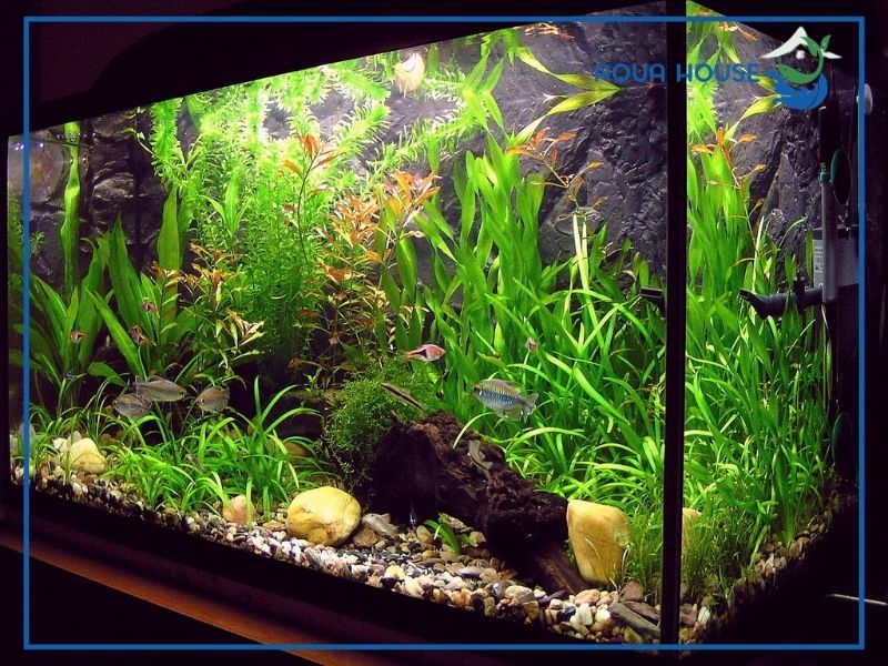 Nguyên lý hoạt động cơ bản của bộ lọc nước hồ cá đơn giản