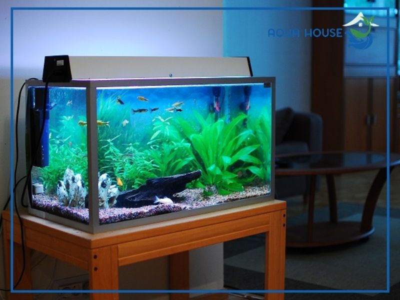 Vì sao lọc Bio là lựa chọn hoàn hảo cho bể cá mini và tép cảnh?