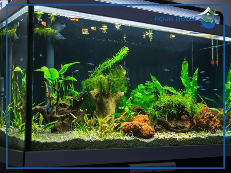 Hướng dẫn từng bước cách lắp lọc Bio đạt chuẩn kỹ thuật