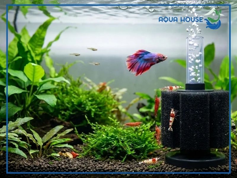 Hướng dẫn cách lắp lọc phụ Marine đúng cách từ A - Z
