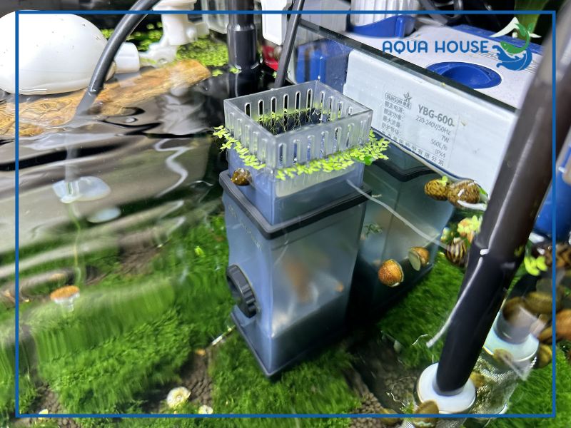 Vì sao bề mặt bể cá thường xuất hiện màng váng và cần trang bị lọc váng Sunsun?