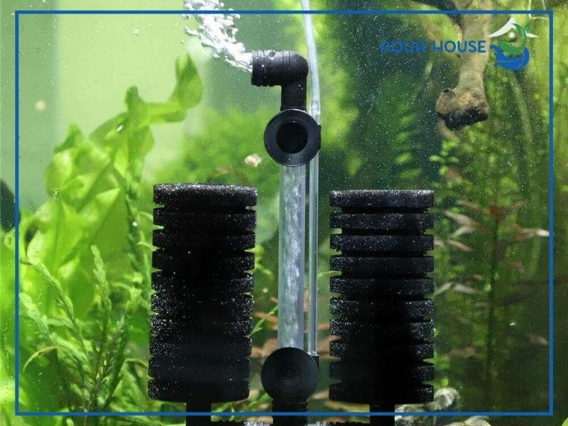 Vì sao lọc vi sinh là lựa chọn ưu việt cho bể cá cảnh?
